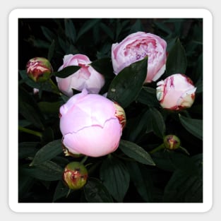 Peony buds Sticker